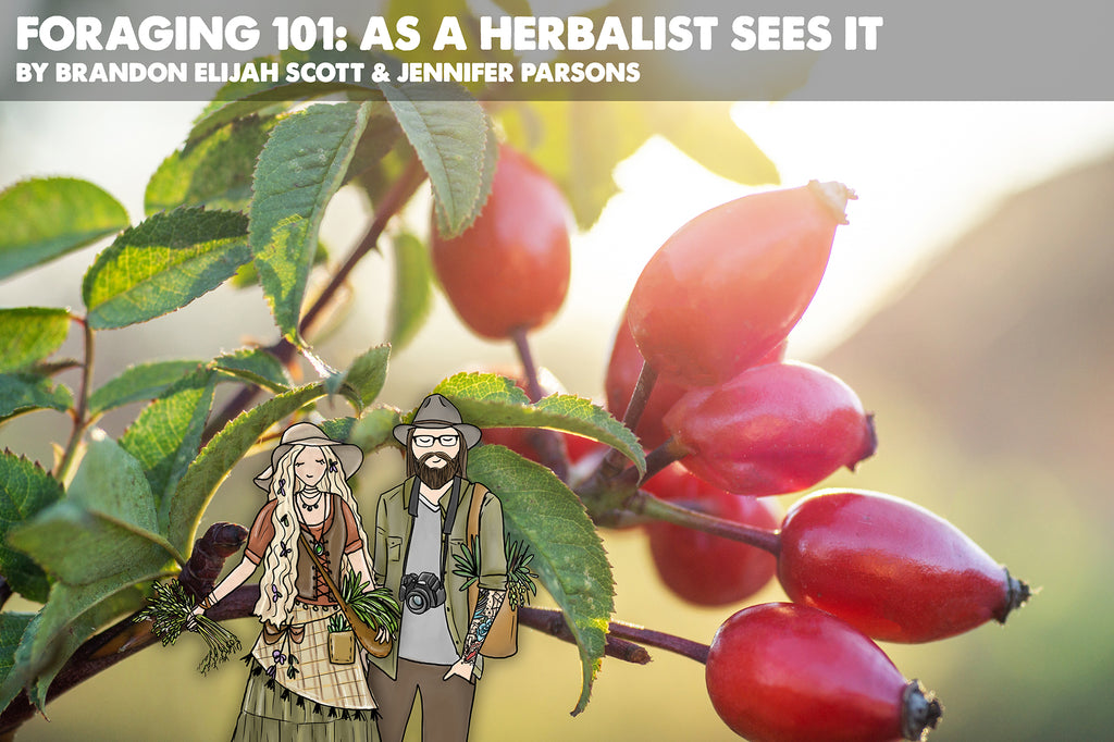 Foraging 101: As A Herbalist Sees It