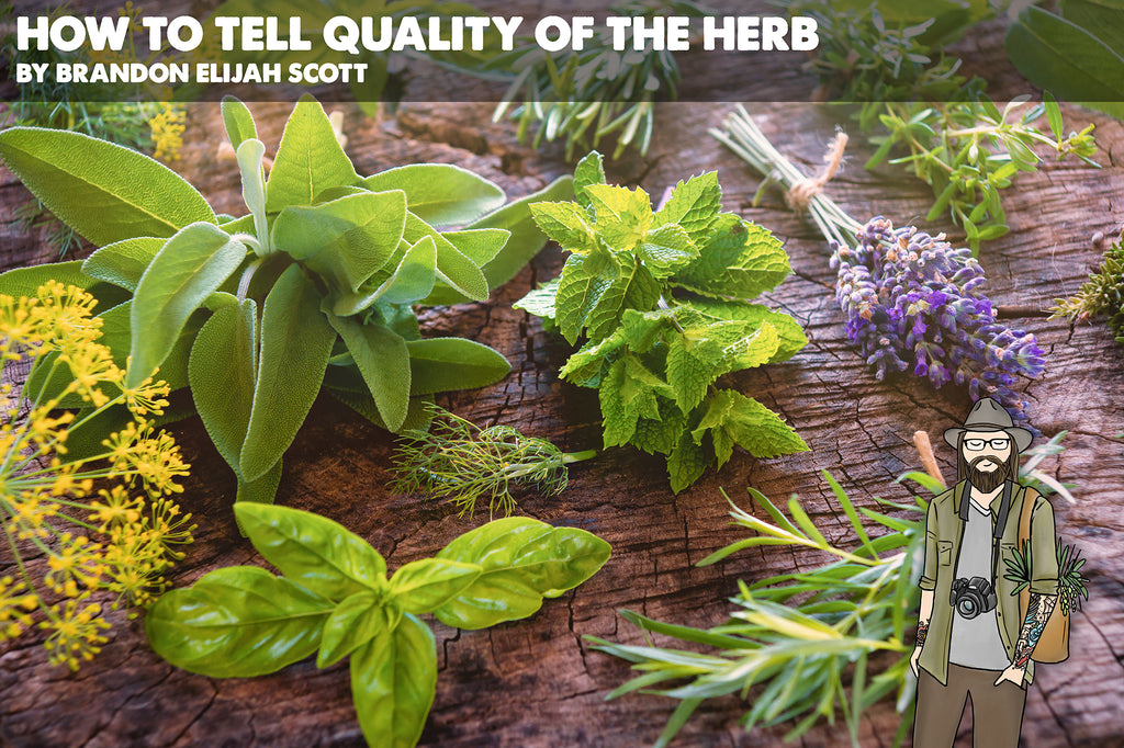 How to Tell Quality of the Herb