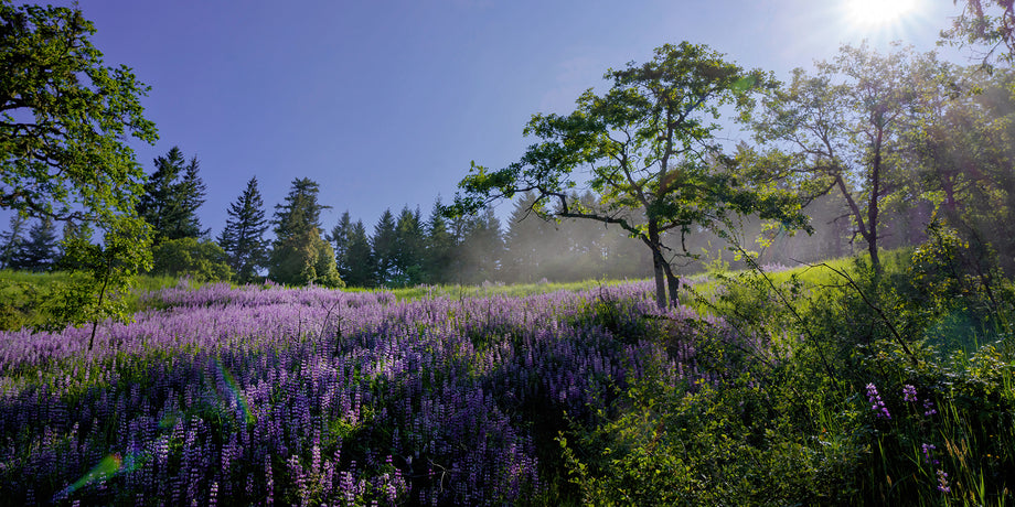 Chakra Balancing Oils — Blue Lake Botanicals  herbal skincare, herbal  remedies, handcrafted tea, loose leaf tea, natural skincare